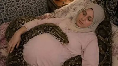 امرأة حامل بجوار أفعاها الأليفة الضخمة كل ليلة